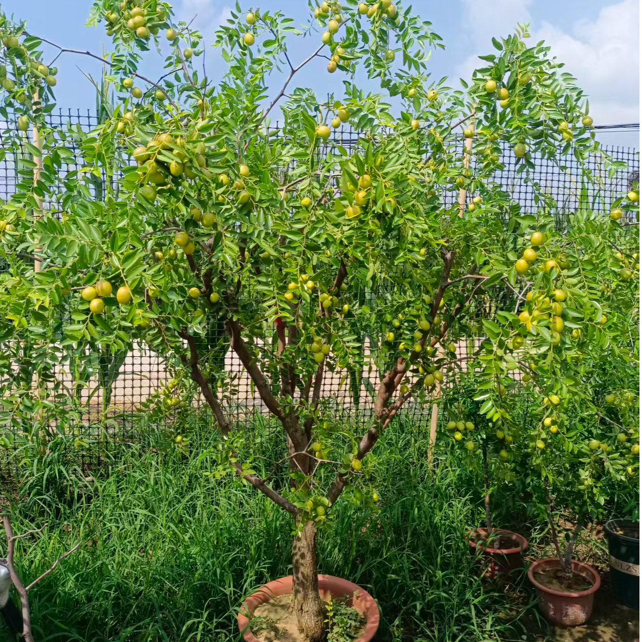 枣树苗盆栽地栽南方北方种植