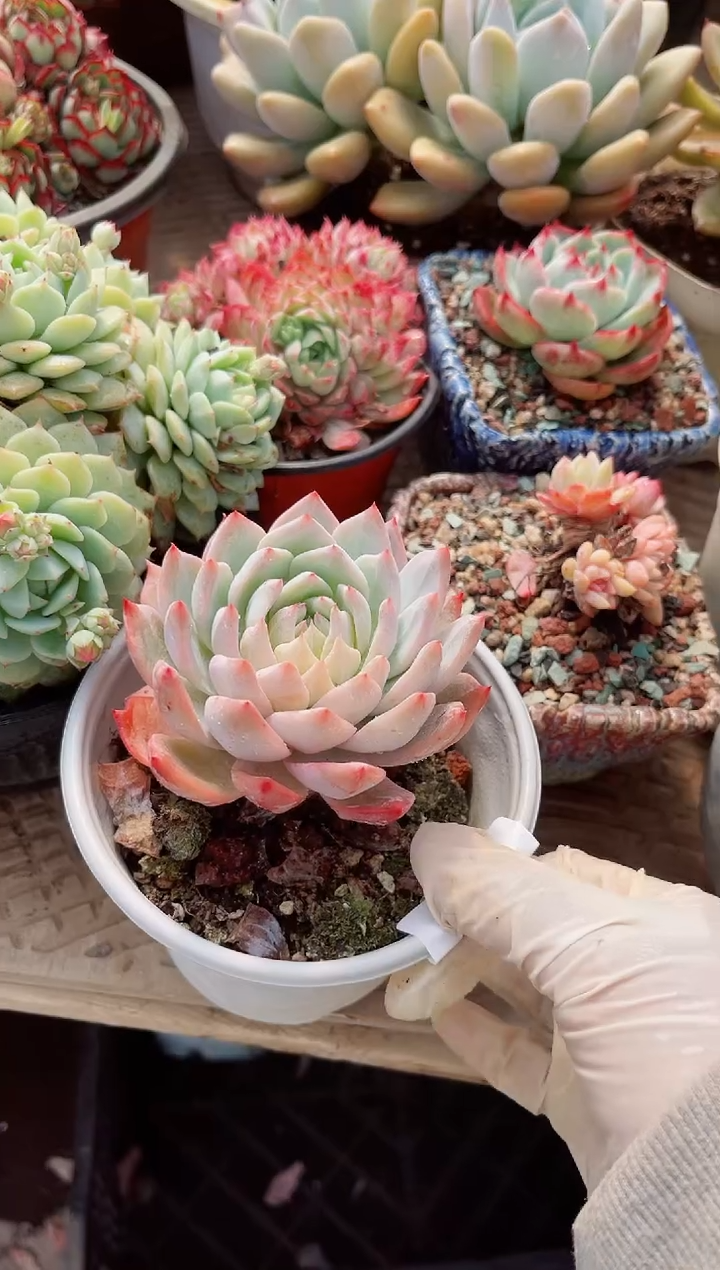 【闪购商品】19108