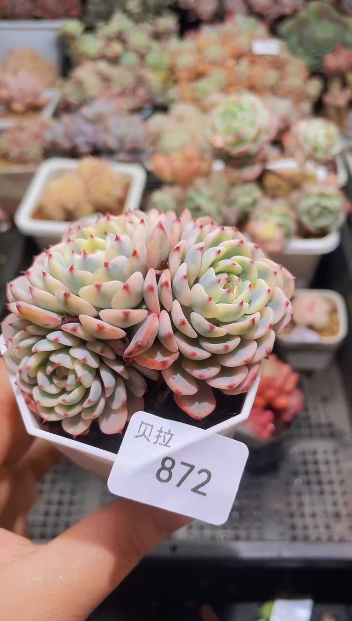 【闪购商品】872姬莲锦