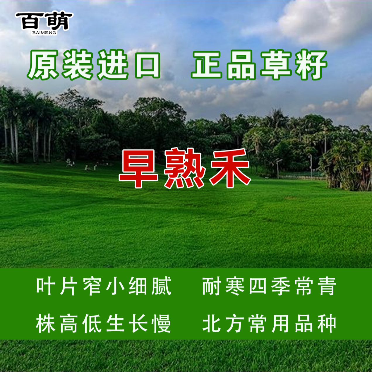 百绿授权 蓝标早熟禾种子  进口草坪种子