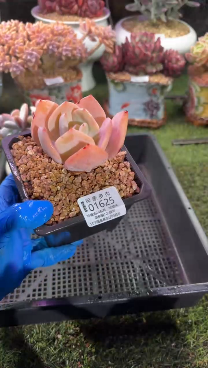 【闪购商品】01625