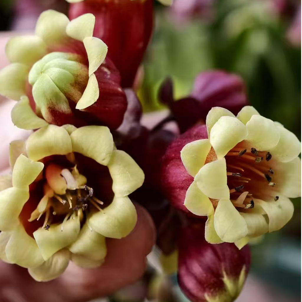 八棵宫灯长寿花小苗 青苗不带花苞发货 只包开箱