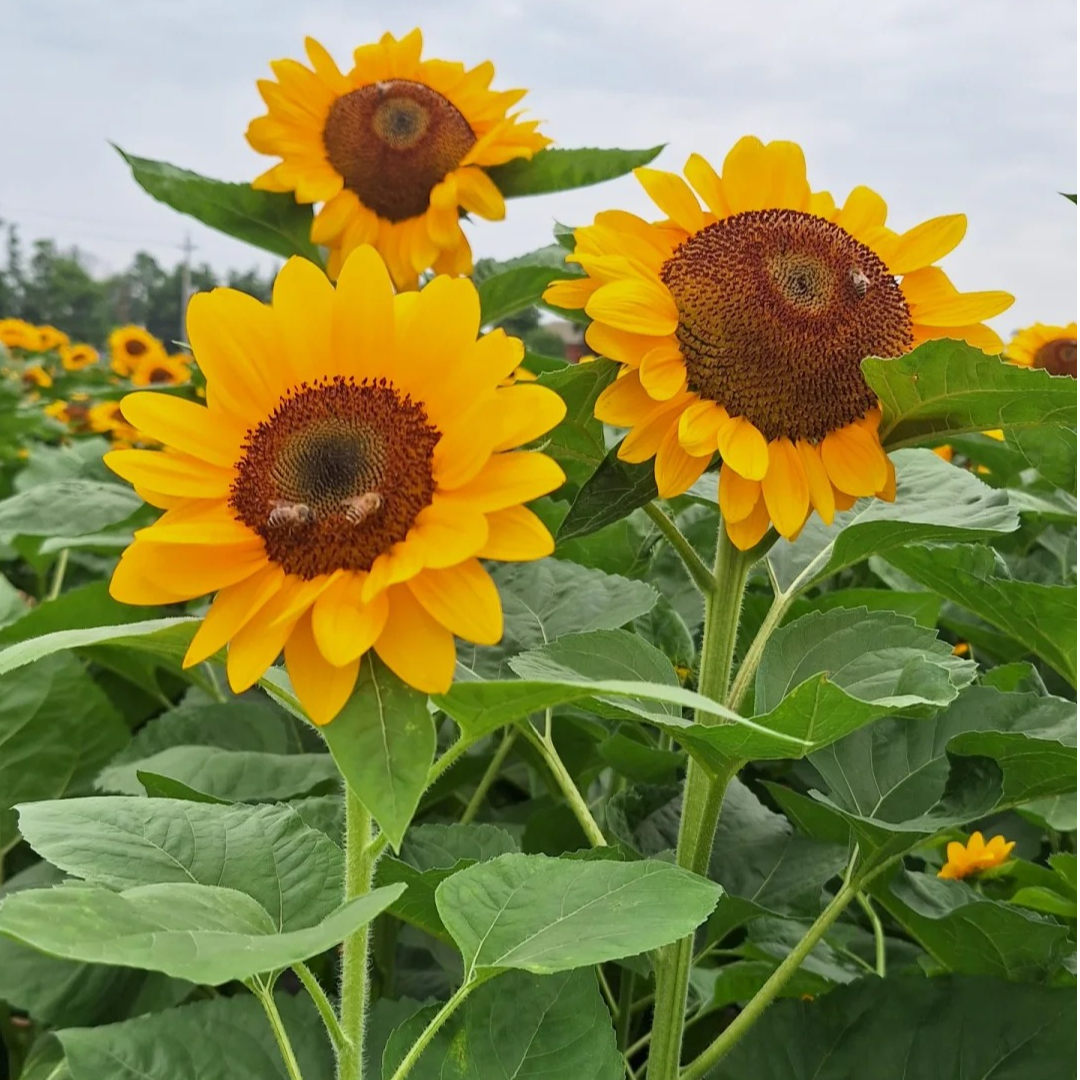 【向日葵】直播间基地直发高品质鲜切花鲜花向日葵