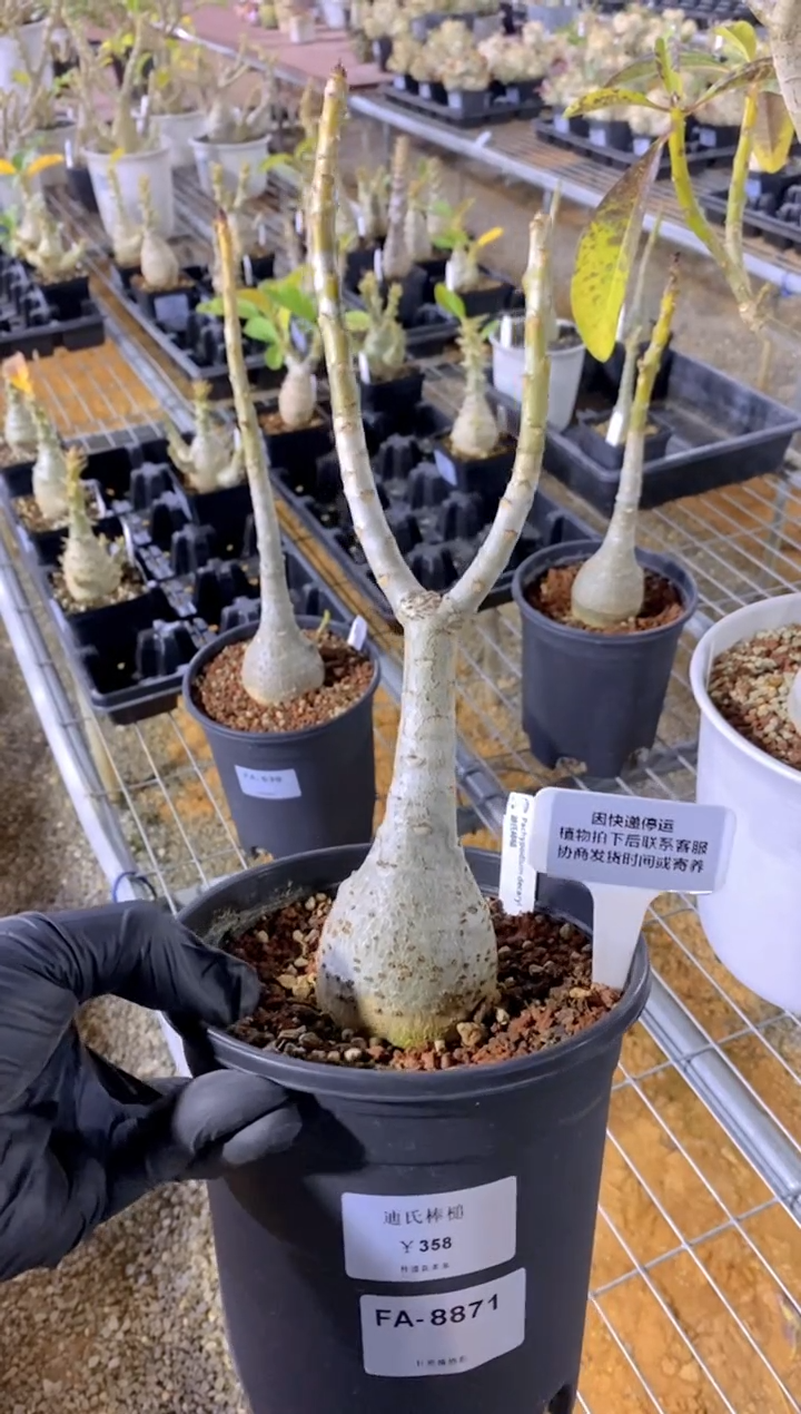 【闪购商品】迪氏棒槌FA-8871