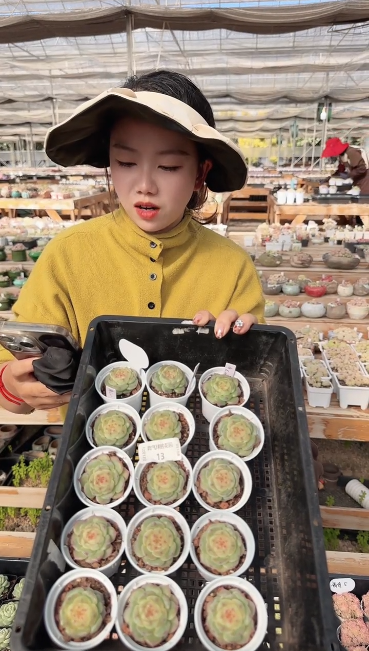 1212-13海王星多肉量拍任意发一颗群生不包整