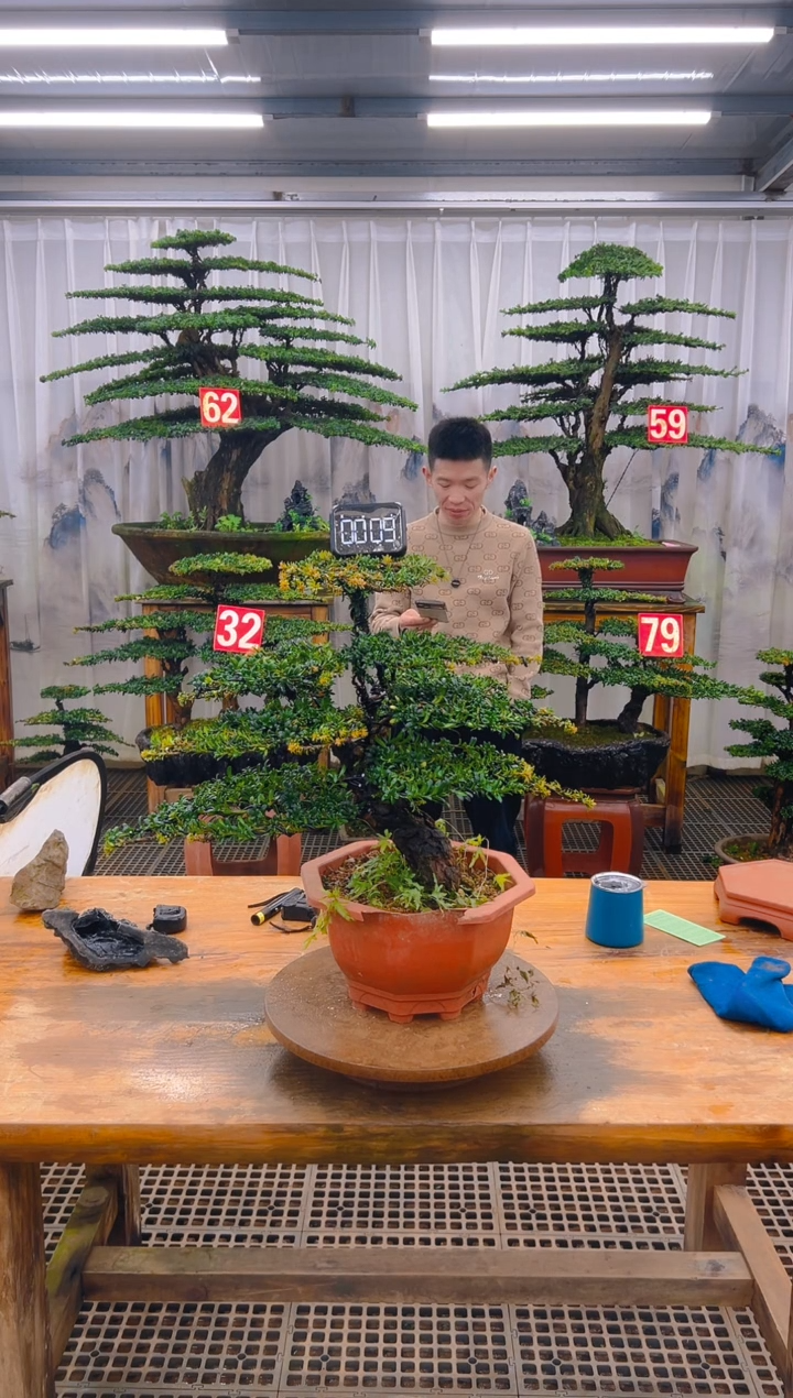 无花朵精品盆景直播间一物一拍