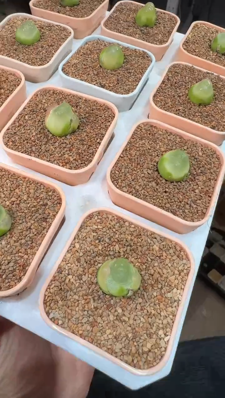 113多肉植物肉锥拉登一颗