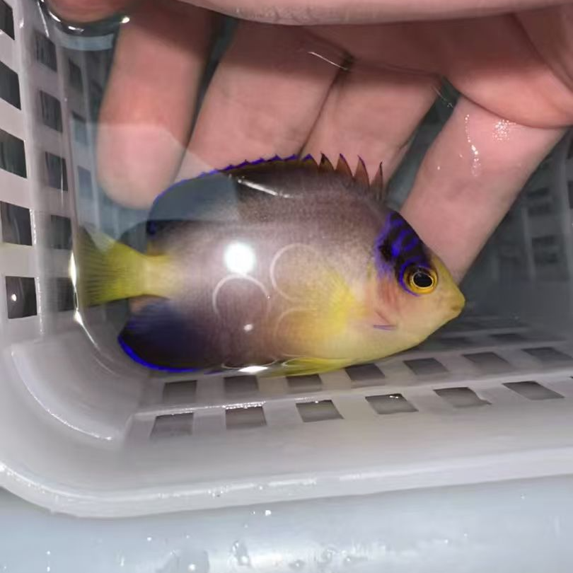 多彩仙海水鱼观赏鱼渔场直发默认顺丰不包邮