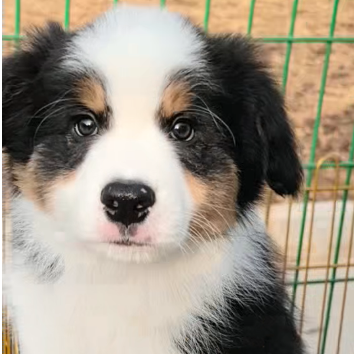 【14号】黑白三色弟弟-边牧幼犬陪伴狗狗牧羊犬