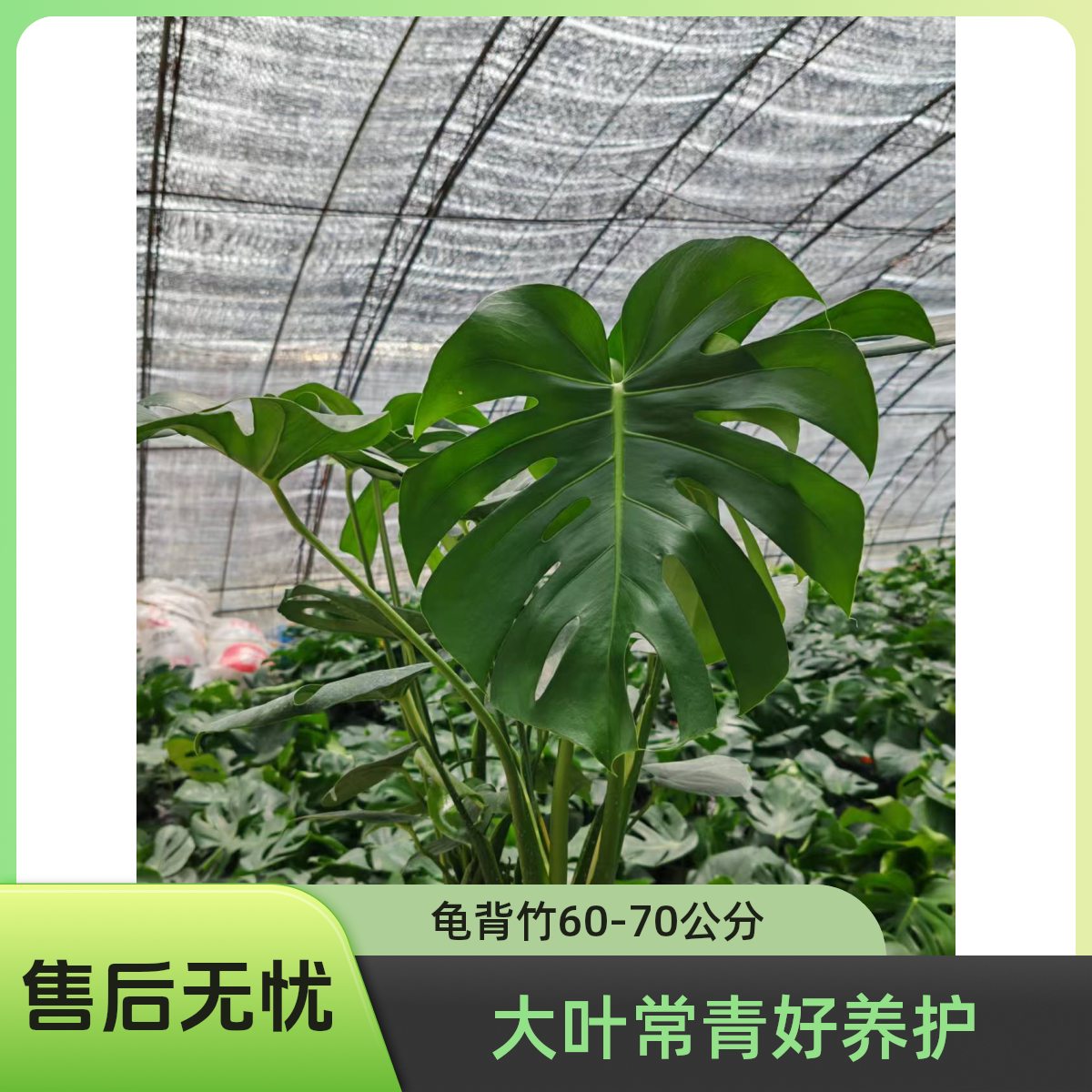 （四颗苗）60-80公分龟背竹福利价原盆原土发货净化空气