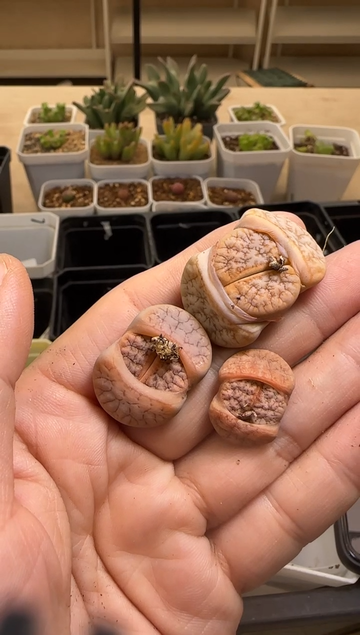 【闪购商品】14-157