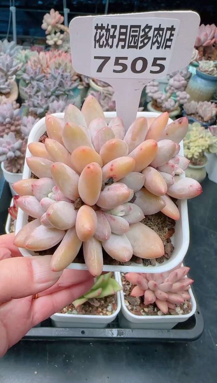 【闪购商品】7505.