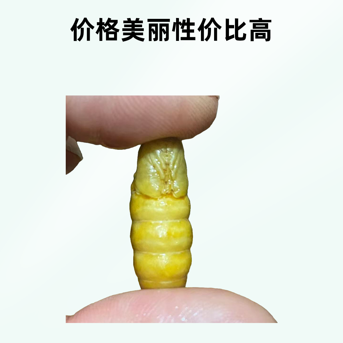 新鲜春蚕蛹小蚕蛹（保证品质）个个带黄缫丝厂发货4斤装