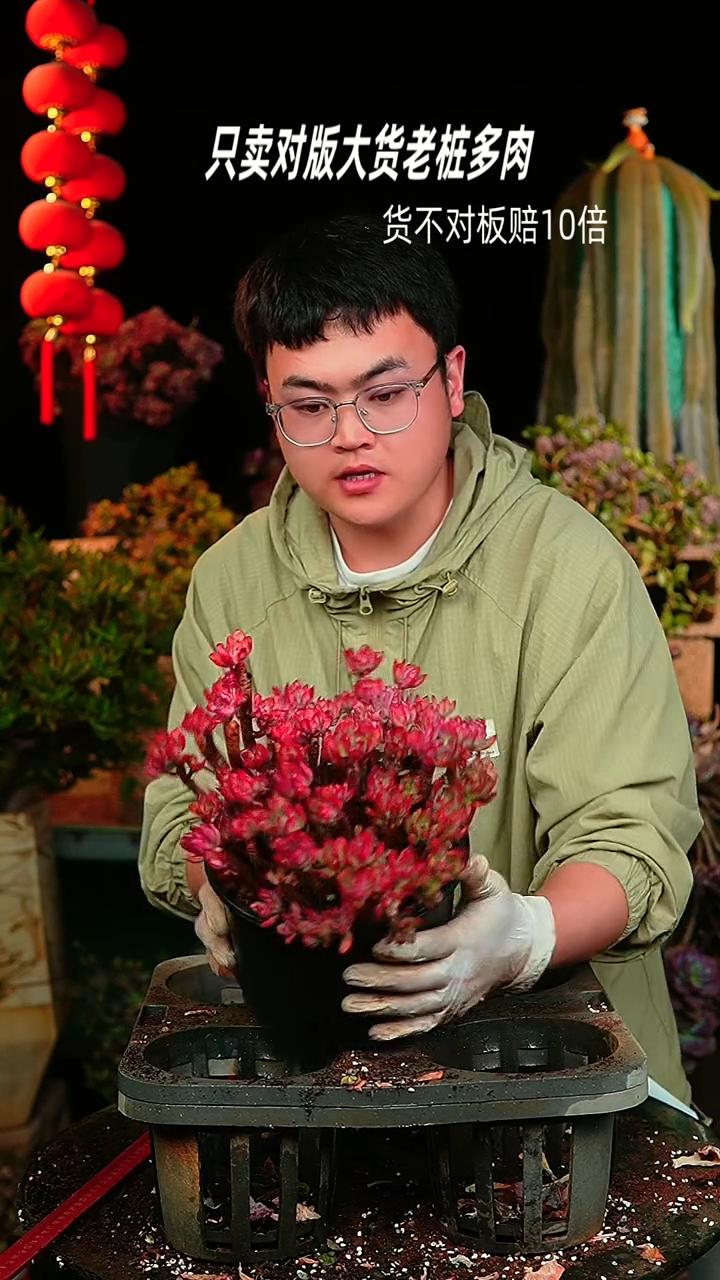 【闪购商品】96号老桩红稚莲