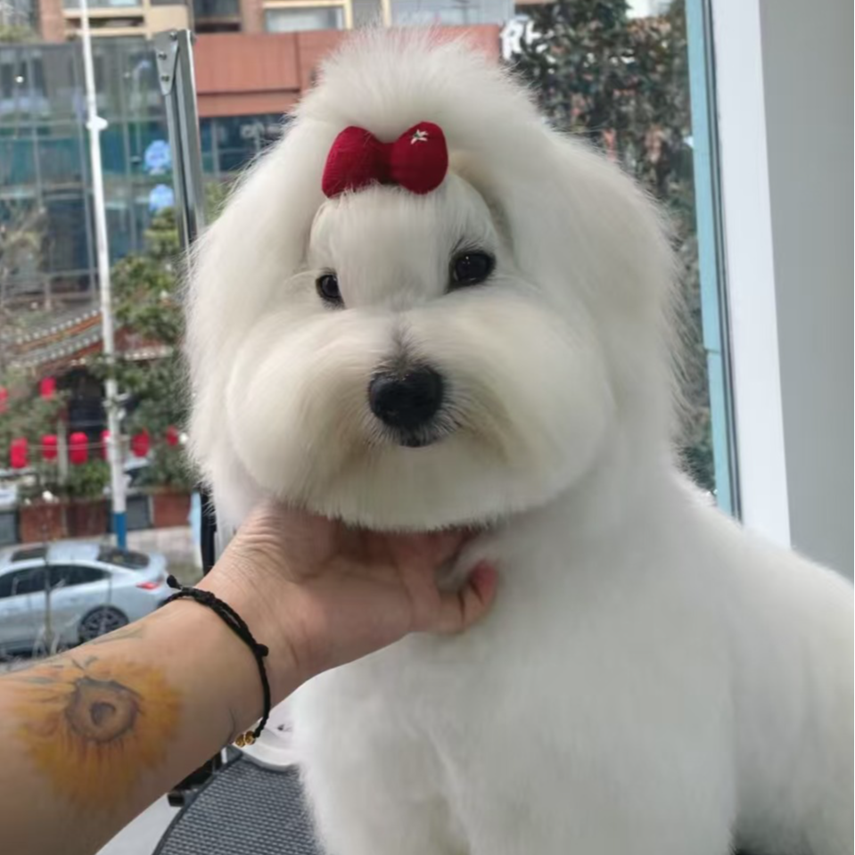 【云绒犬舍】棉花面纱犬（一物一拍）家庭宠物狗狗活体可爱幼犬