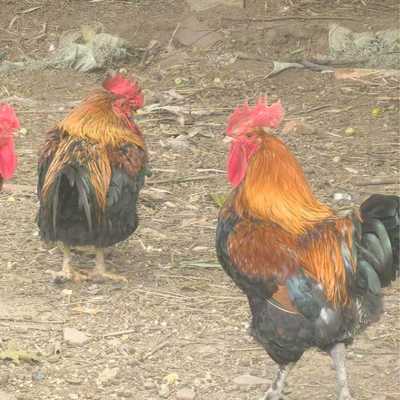 农家纯粮散养大公鸡新鲜现杀肉质鲜美