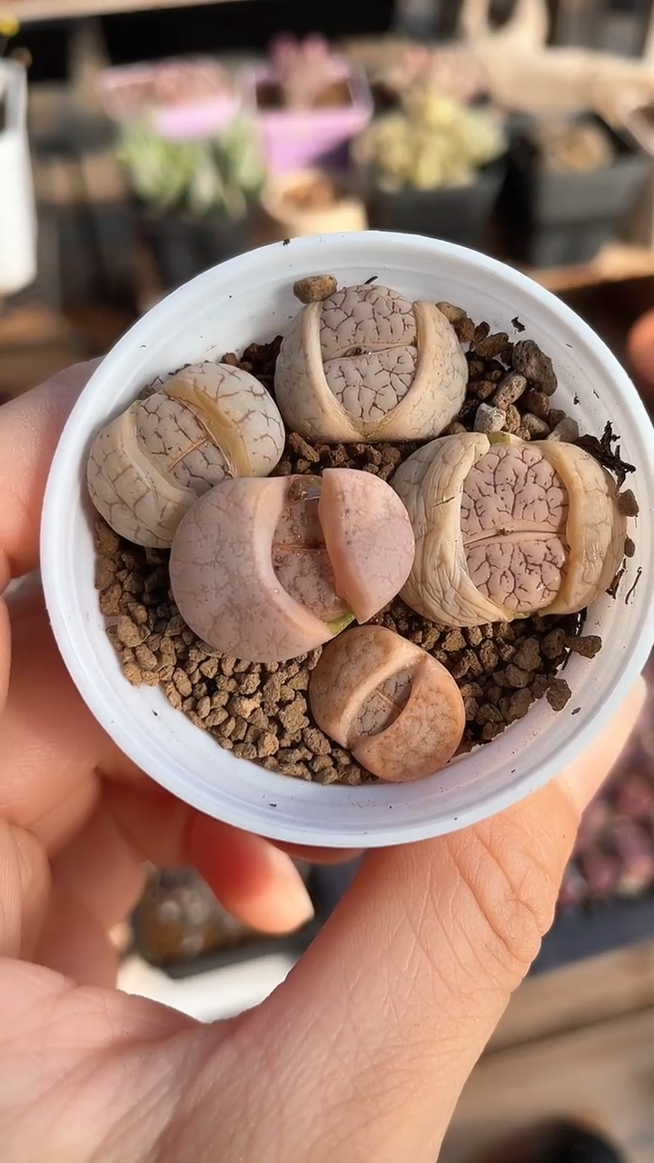 【闪购商品】9542直播一物一拍