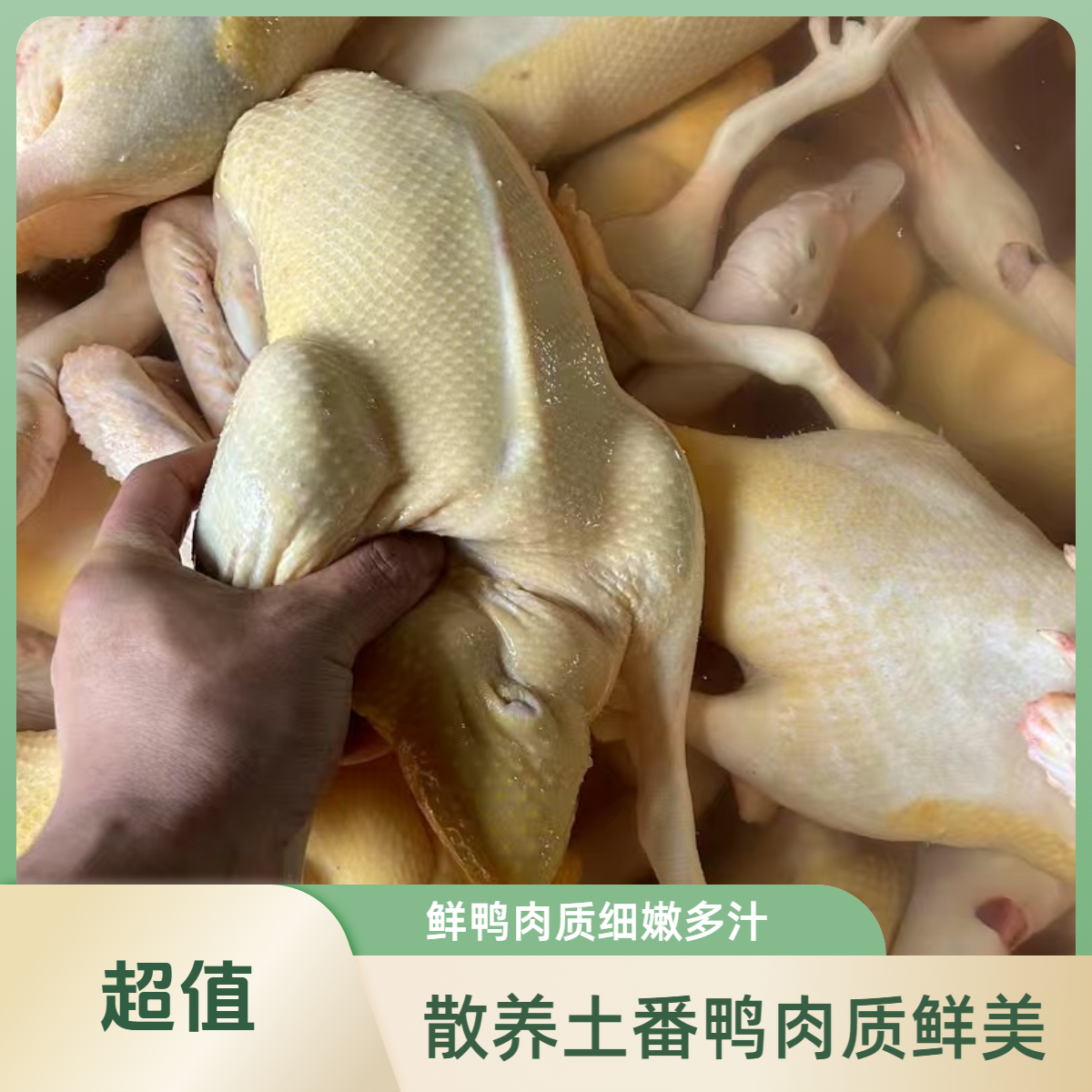 生鸭 菜鸭  (5.5-5.8斤)半番鸭，土番鸭，咸水鸭原材料