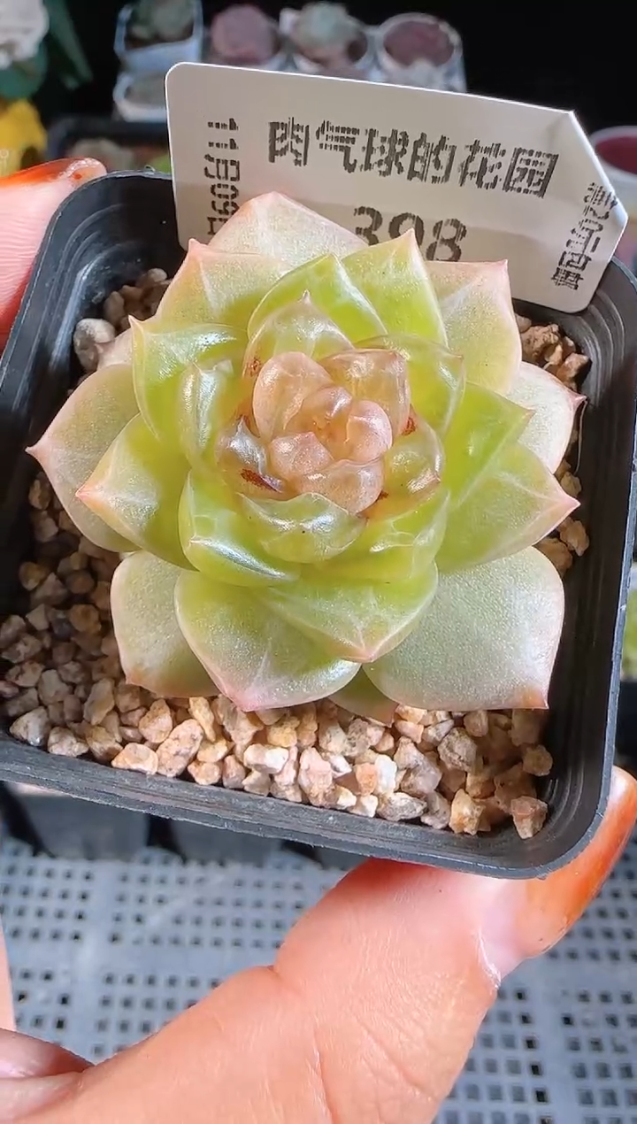 1109-398梦蝶有瑕疵麦秆群不包整