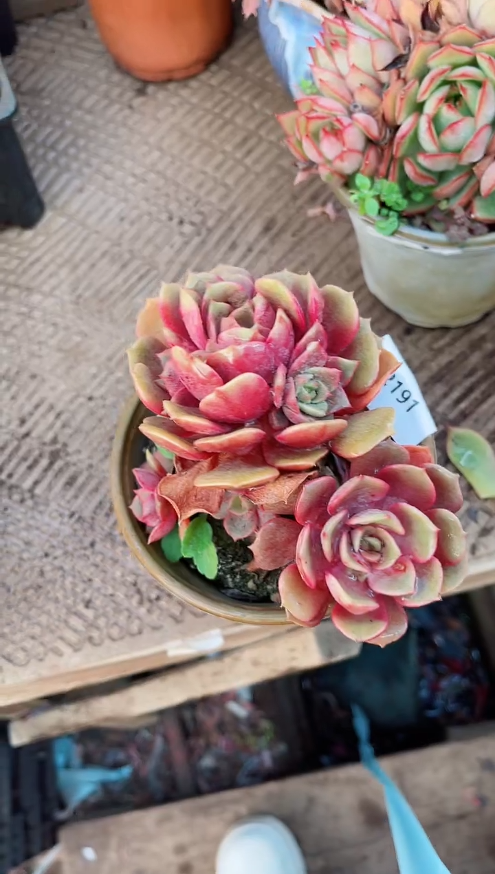 【闪购商品】02191