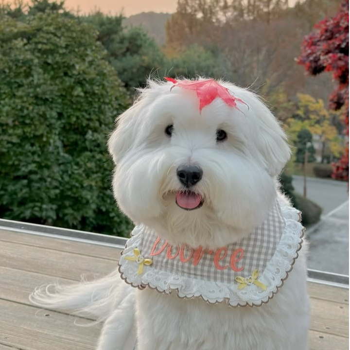 棉花面纱犬（一物一拍）家庭宠物狗可爱幼犬