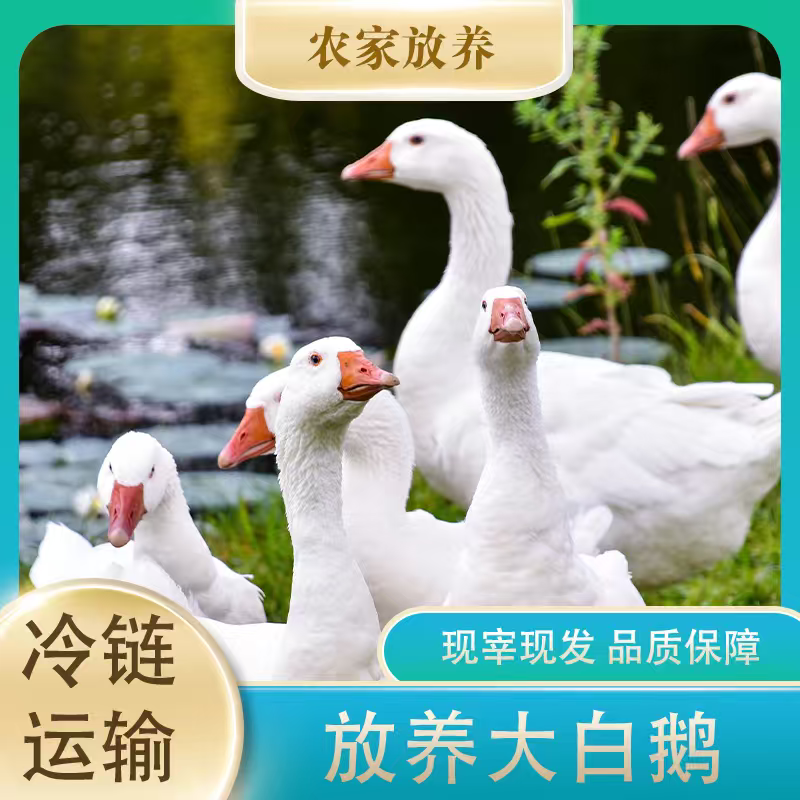  【泳秦生鲜专属】农家放养青年鹅 大白鹅单只净重8.5-9.5斤带心肝