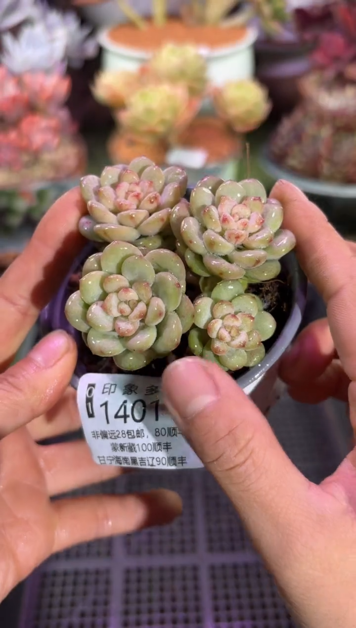 【闪购商品】14011