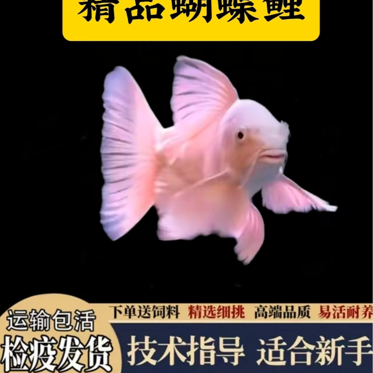 3条一组直播间蝴蝶鲤普身普短