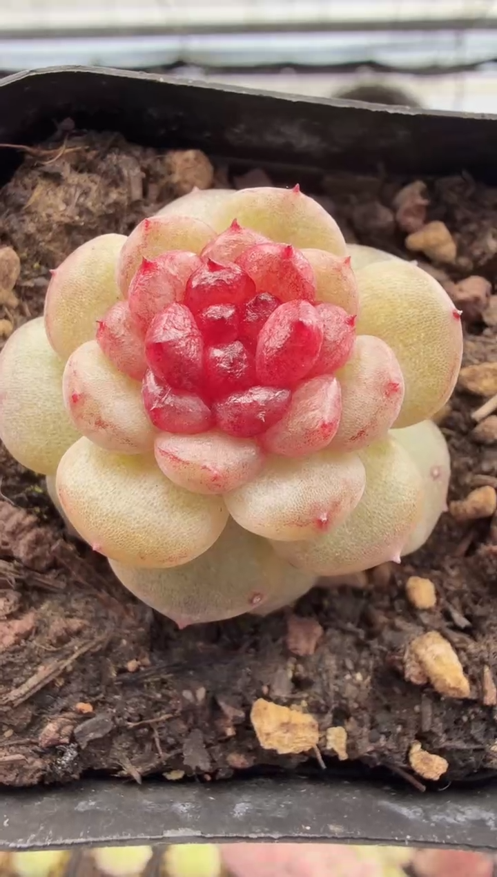 东云多肉园新款-184