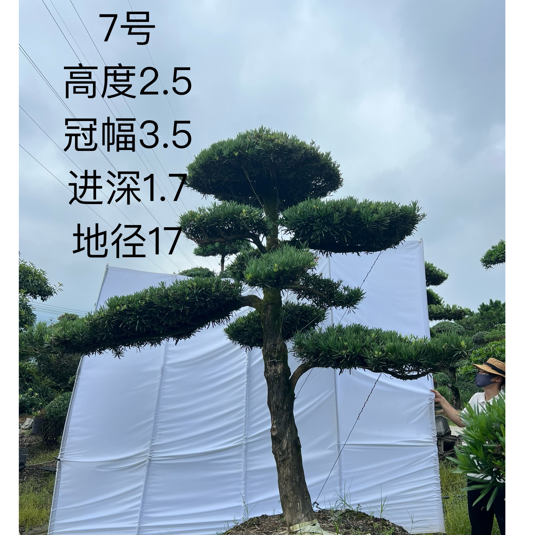 造型罗汉松庭院景观高档绿植定金500