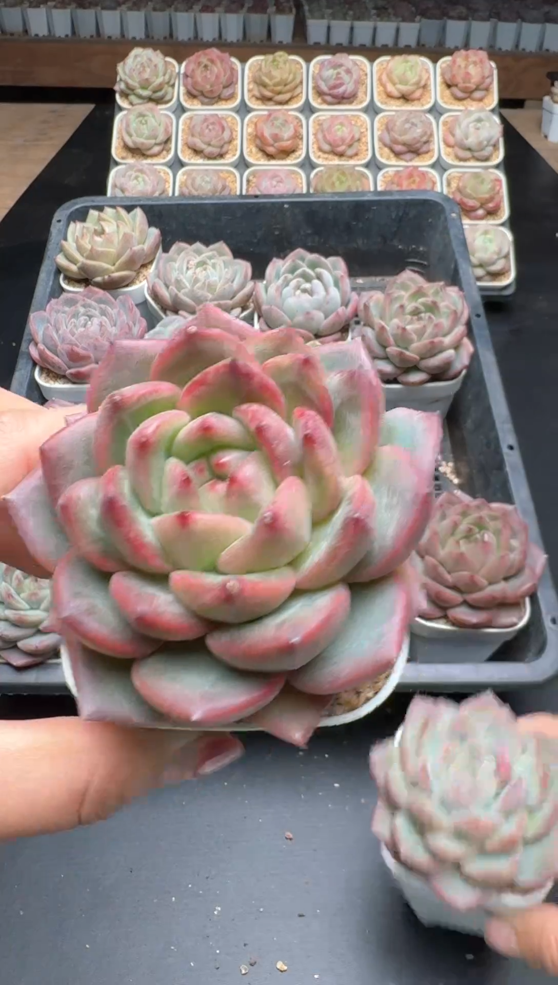 【闪购商品】559E号一物一拍多肉花卉植物3颗起发