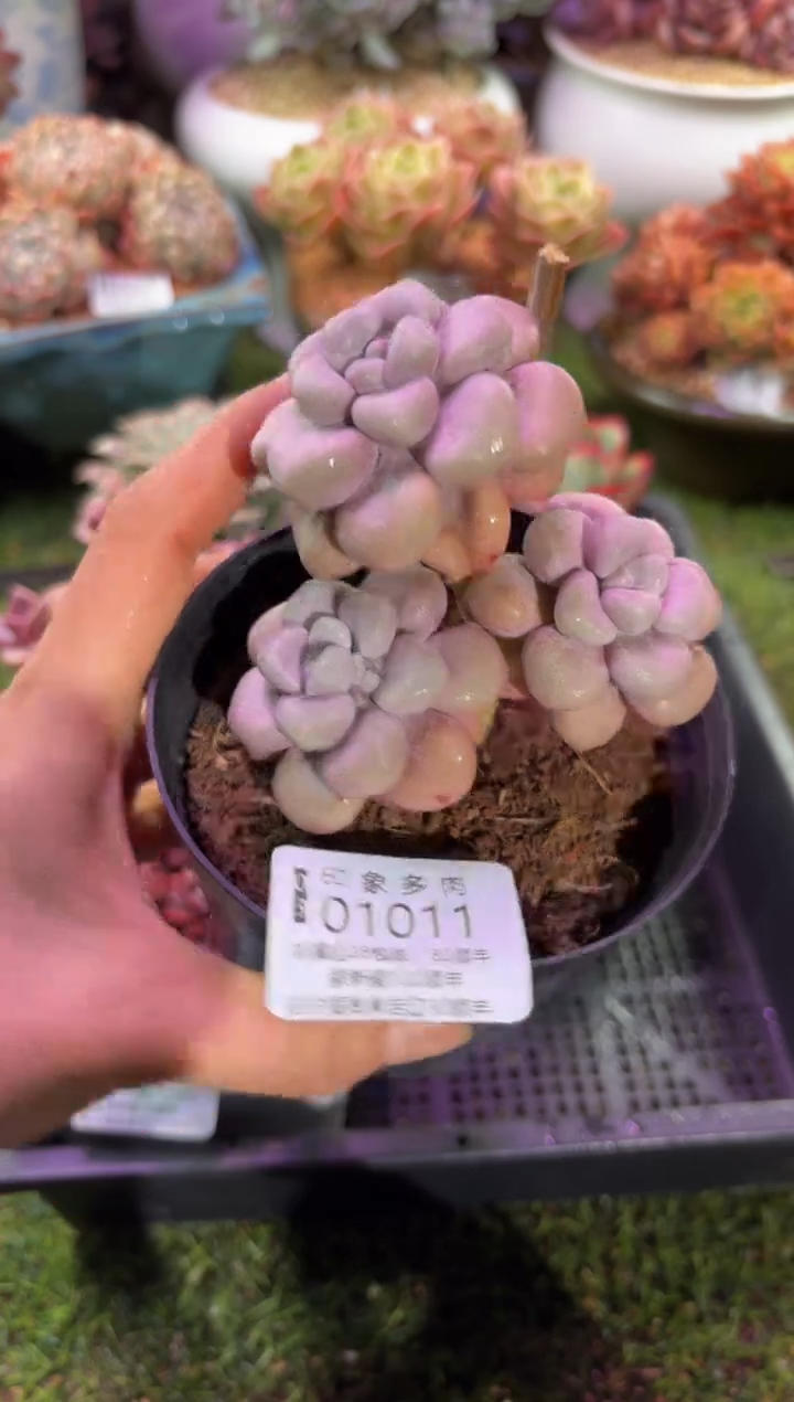 【闪购商品】01011