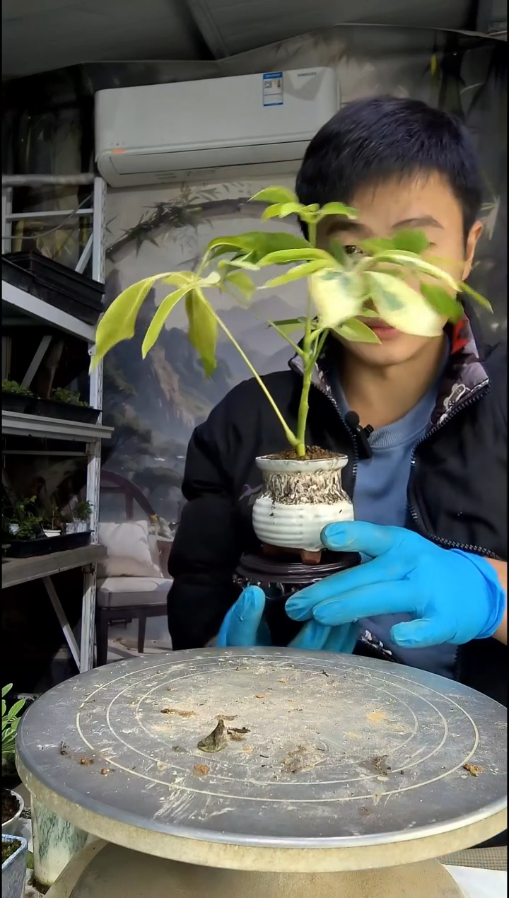 万**?中青园艺一物一拍147