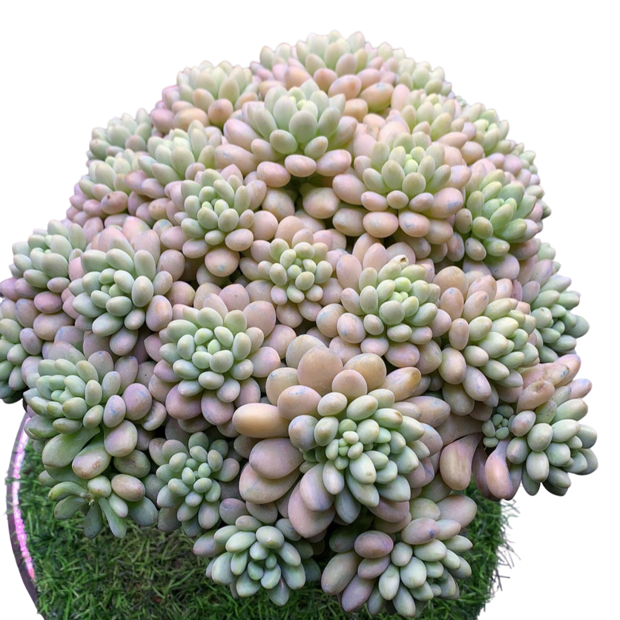大群鱼子酱 多肉植物