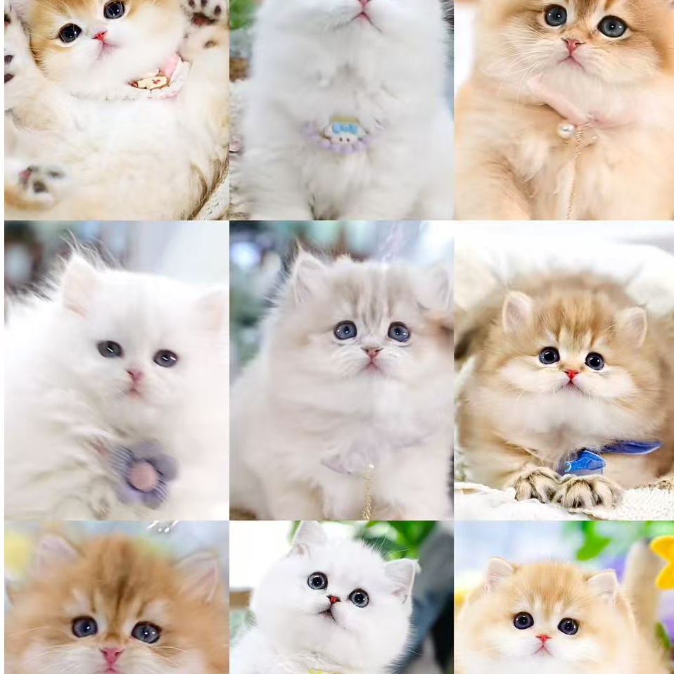 【橘子猫屋】全品种健康宠物猫包含布偶金渐层蓝白美短等