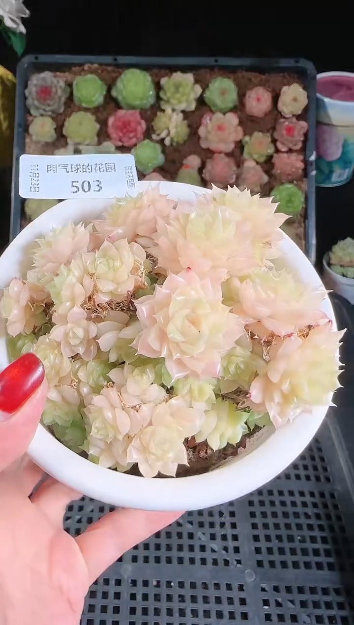 1123-503群生不包整