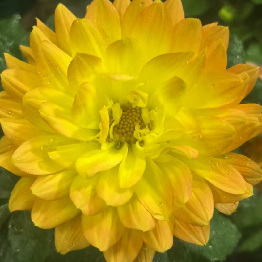 （太阳神）重瓣小丽花盆栽花苗带花苞发货南北方可养室外好养