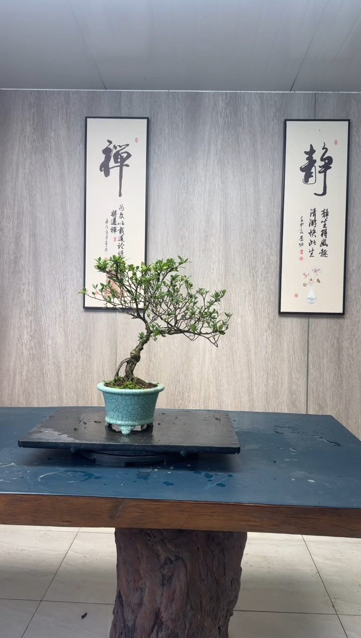 【闪购商品】盆景栀子花