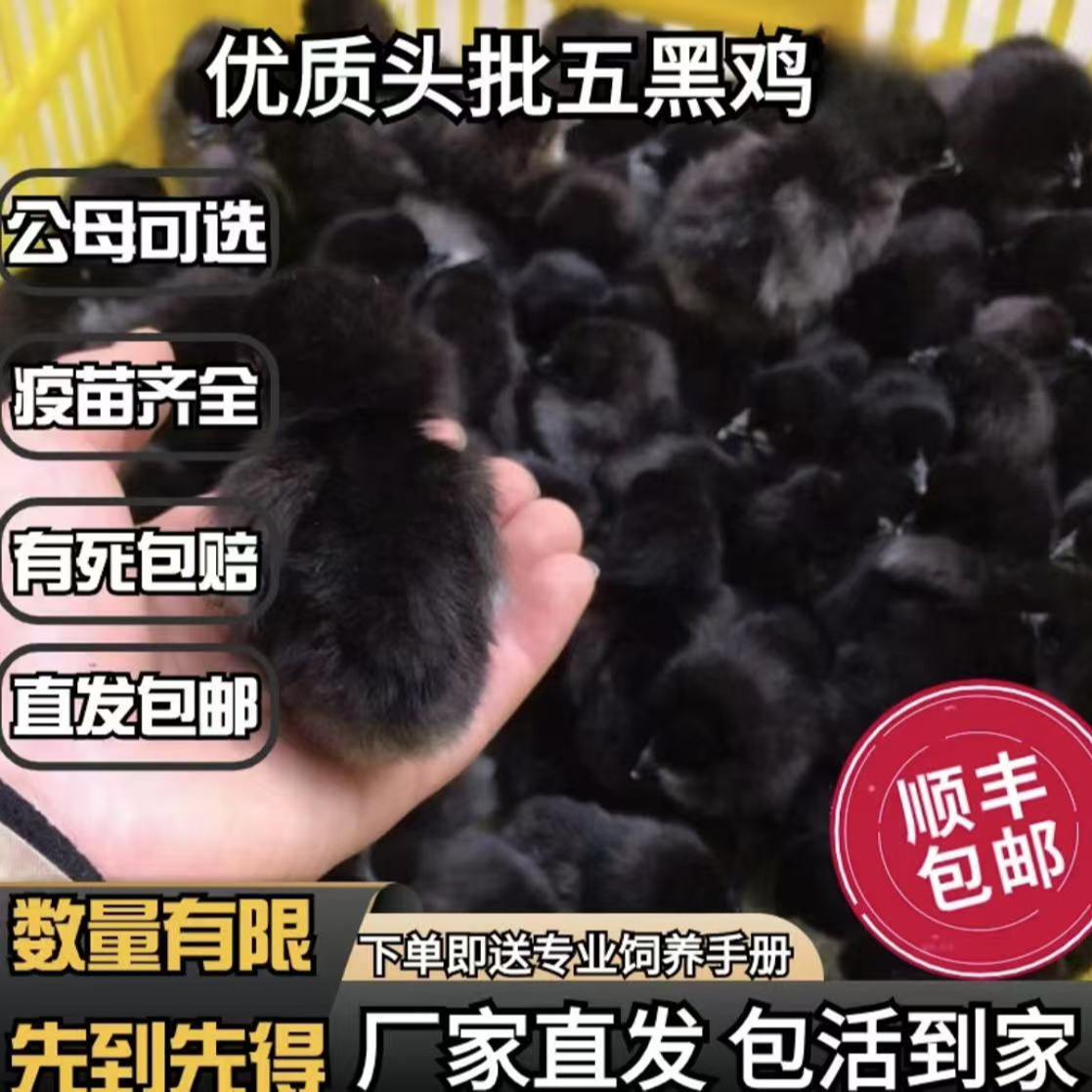 【空调专车】三天左右宠物五黑鸡