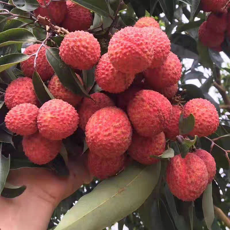 荔枝桂味荔枝4斤广东省