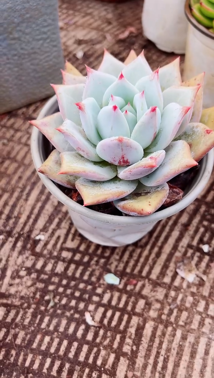 N****O多肉植物一物一拍06074