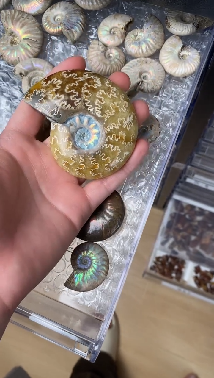 嘟**6精美摆件创意礼物家居配饰新年礼物个人收藏