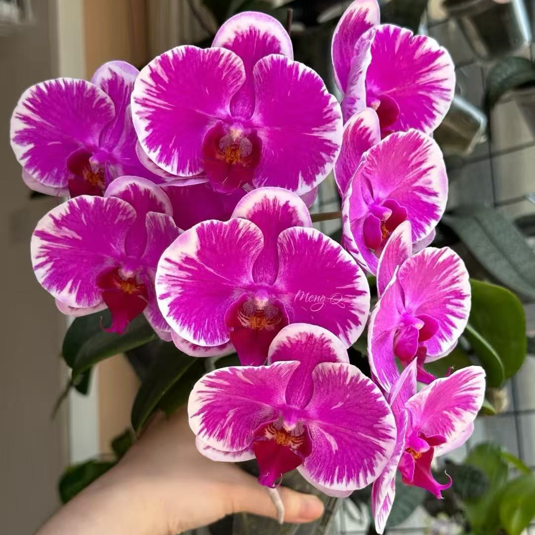 带苞《宾友之光》2.8寸杯【苗小，嫌小勿拍】【任意满两颗包邮发货】