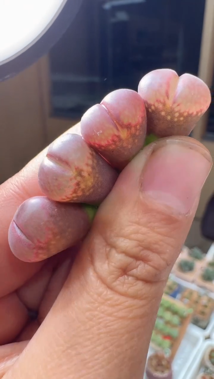 215多肉植物肉锥LT风铃一颗