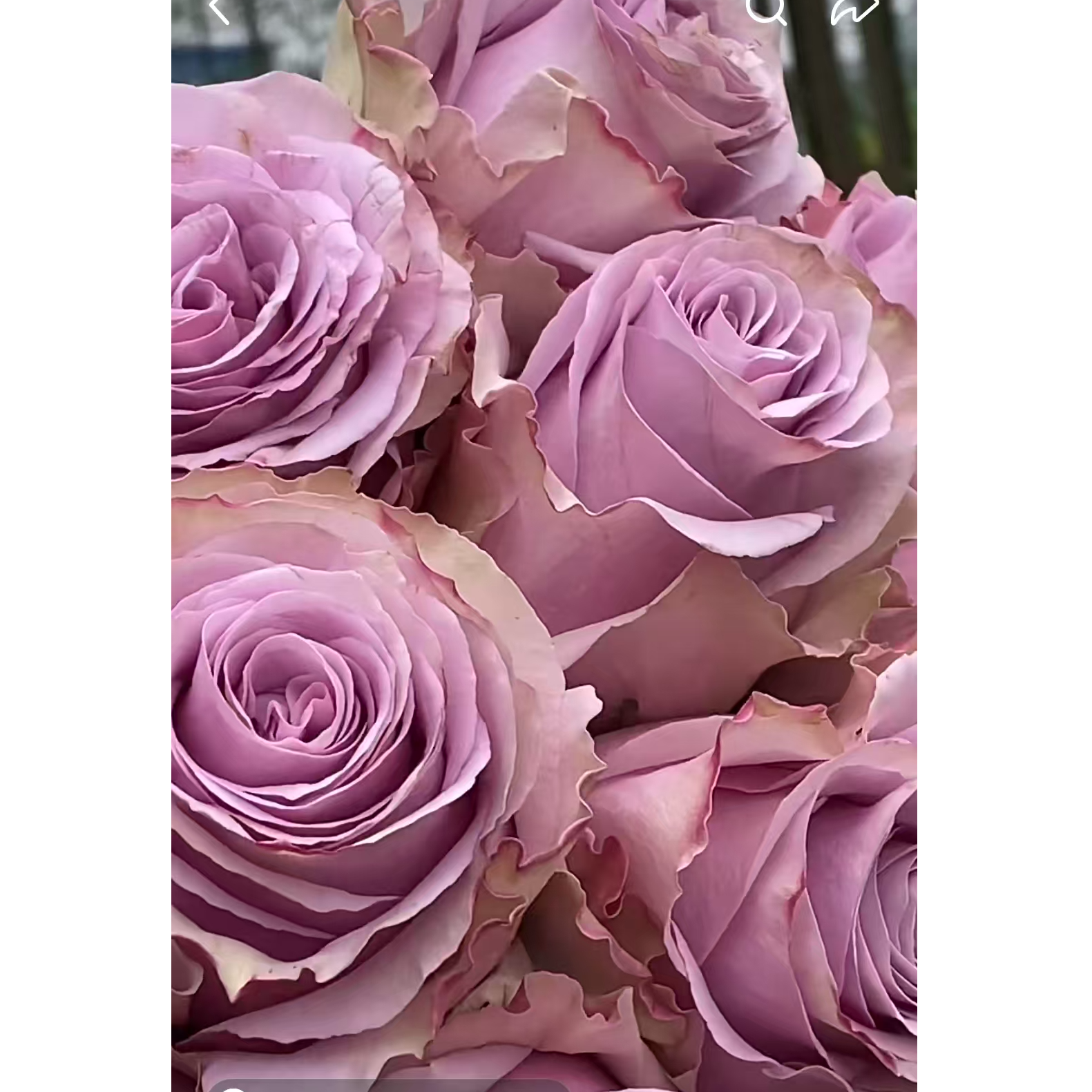 灌木月季朋友大花适合盆栽地栽多季节