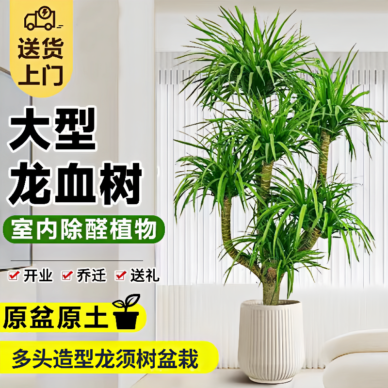 客厅大型绿植龙血树盆栽办公室内外双层多头龙须树乔迁旺宅吸甲醛