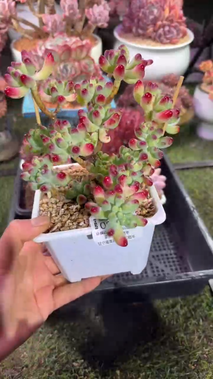 【闪购商品】09270