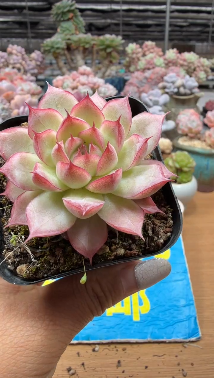 东云多肉园二店-128