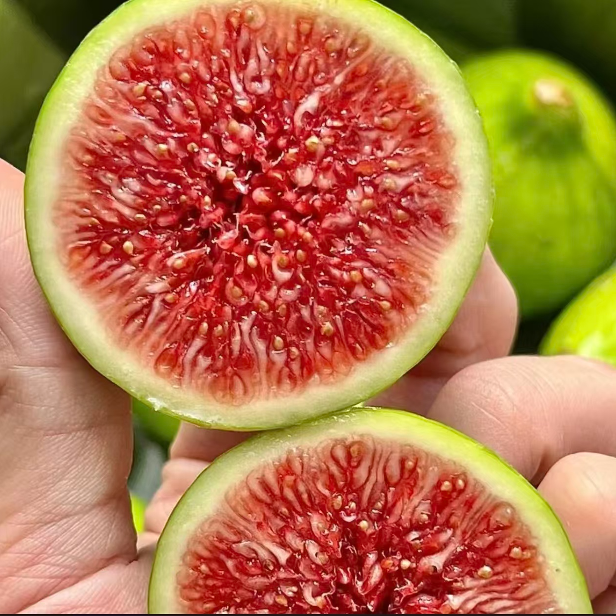 【顺丰包邮】青皮小无花果 清甜软糯 (介意小误拍) 热卖