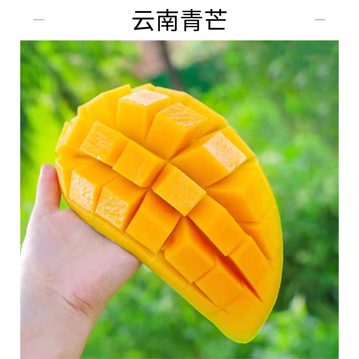 【放软食用生吃脆酸爽】云南高原青芒生脆青芒果好吃脆酸爽